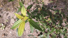 Melastoma malabathricum