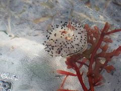 Acanthodoris rhodoceras