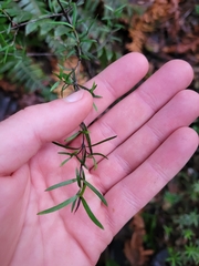 Coprosma linariifolia