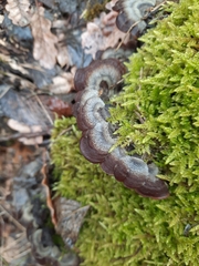 Auricularia mesenterica