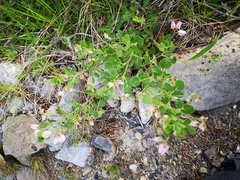 Ononis rotundifolia
