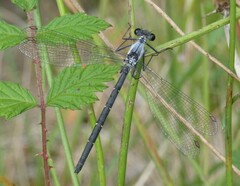 Austroargiolestes calcaris