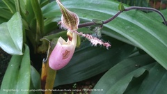 Paphiopedilum