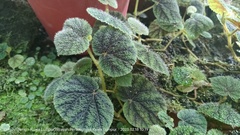 Begonia conipila