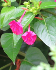 Mirabilis jalapa