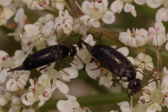 Stenomordellaria neglecta