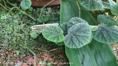 Begonia conipila