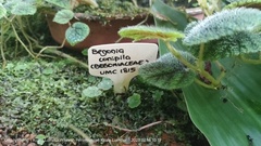Begonia conipila