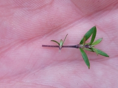 Coprosma microcarpa