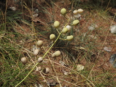 Alyssoides utriculata