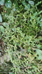 Selaginella uncinata
