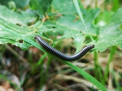Ommatoiulus sabulosus aimatopodus