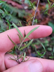 Coprosma linariifolia