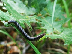 Ommatoiulus sabulosus aimatopodus