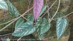 Cissus discolor
