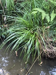 Carex fascicularis
