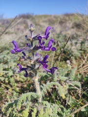Salvia verbenaca