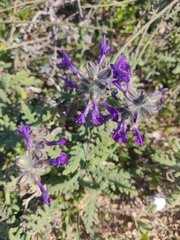 Salvia verbenaca