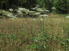 Laserpitium latifolium