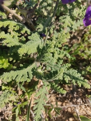 Salvia verbenaca