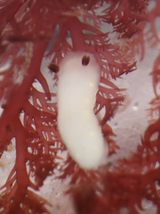 Cadlina flavomaculata
