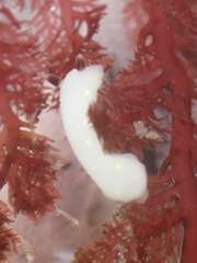 Cadlina flavomaculata