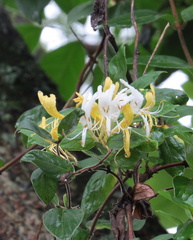 Lonicera periclymenum