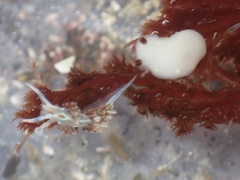 Cadlina flavomaculata