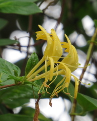 Lonicera periclymenum