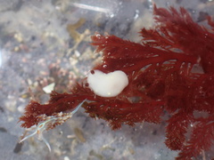 Cadlina flavomaculata