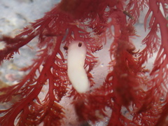 Cadlina flavomaculata