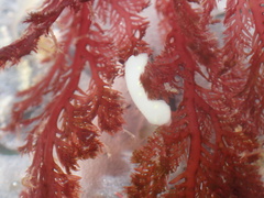 Cadlina flavomaculata