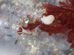 Cadlina flavomaculata