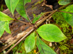 Coprosma tenuifolia