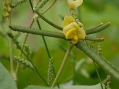 Vigna radiata