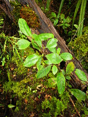 Coprosma tenuifolia