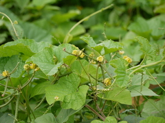Vigna radiata