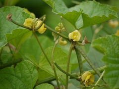 Vigna radiata