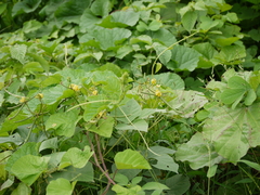 Vigna radiata