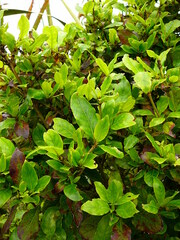 Coprosma tenuifolia