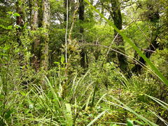 Coprosma tenuifolia