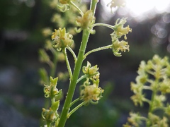 Reseda lutea