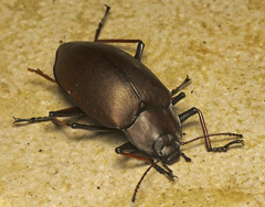 Cyphaleus imperialis