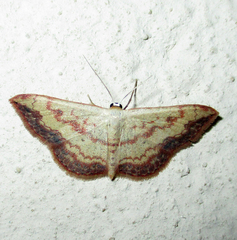Scopula caesaria