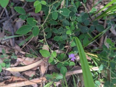 Desmodium rhytidophyllum