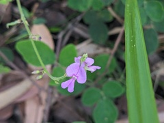 Desmodium rhytidophyllum