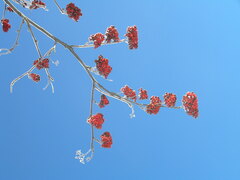 Sorbus aucuparia