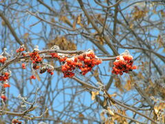 Sorbus aucuparia