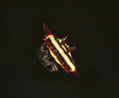 Gasteracantha fornicata