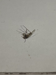 Aedes notoscriptus